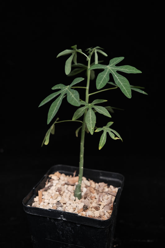 Adenia venenata seedling