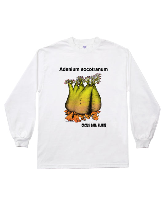 CDP Reprint #3 : A. socotranum