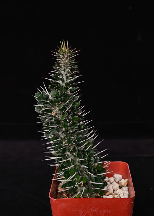 Alluadia montagnacii