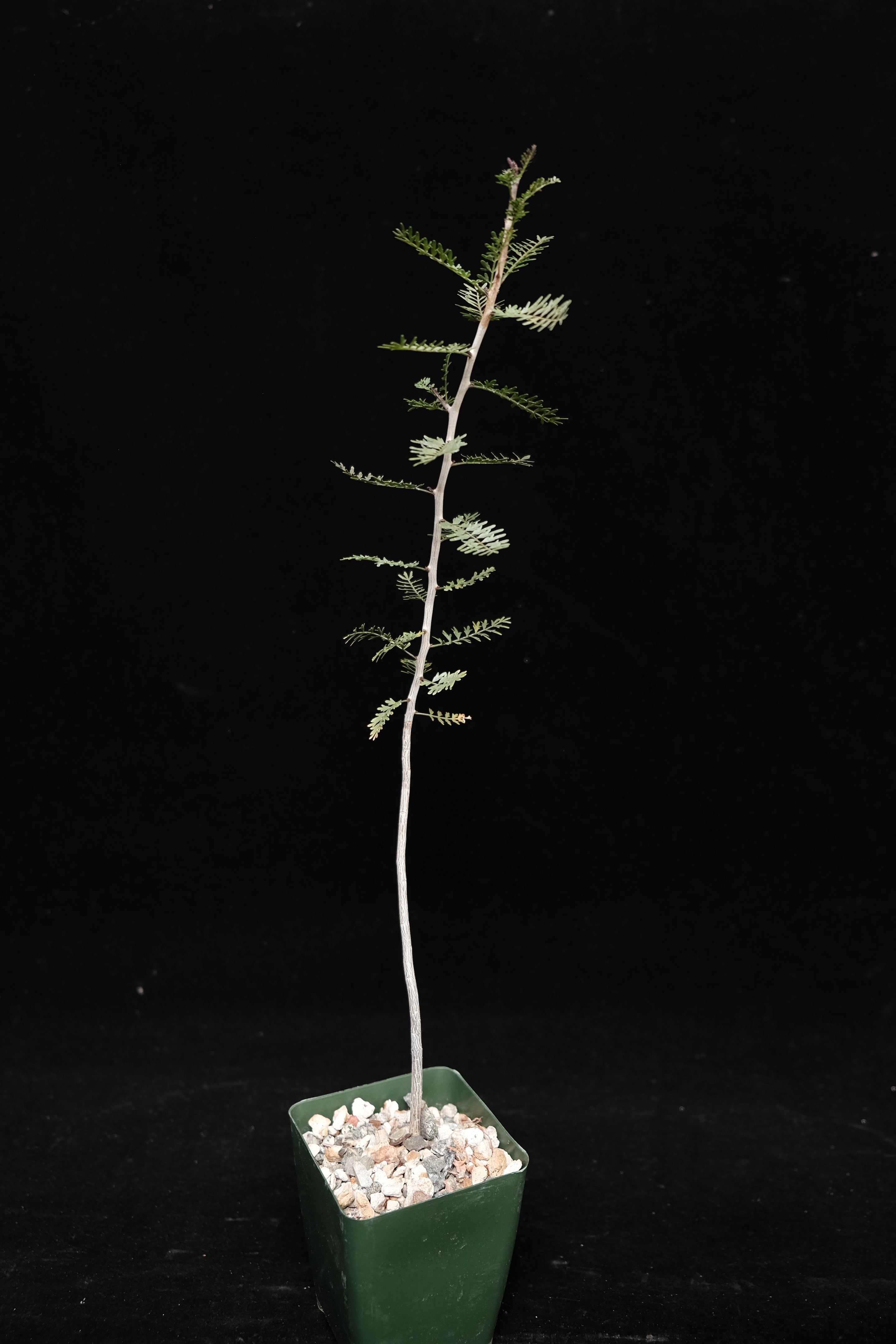 Bursera microphylla seedling