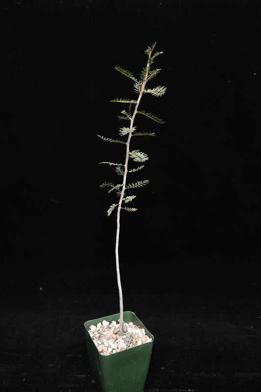 busera microphylla seedling pachycaul tree