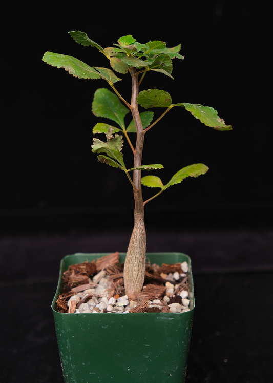 Bursera hindsiana