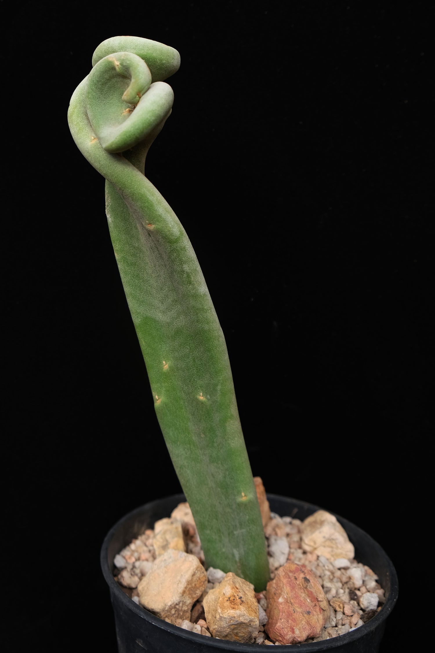 crest succulent Pedilanthus macrocarpus crest – Cactaceae Storeiencius