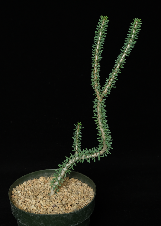 Ceraria namaquensis