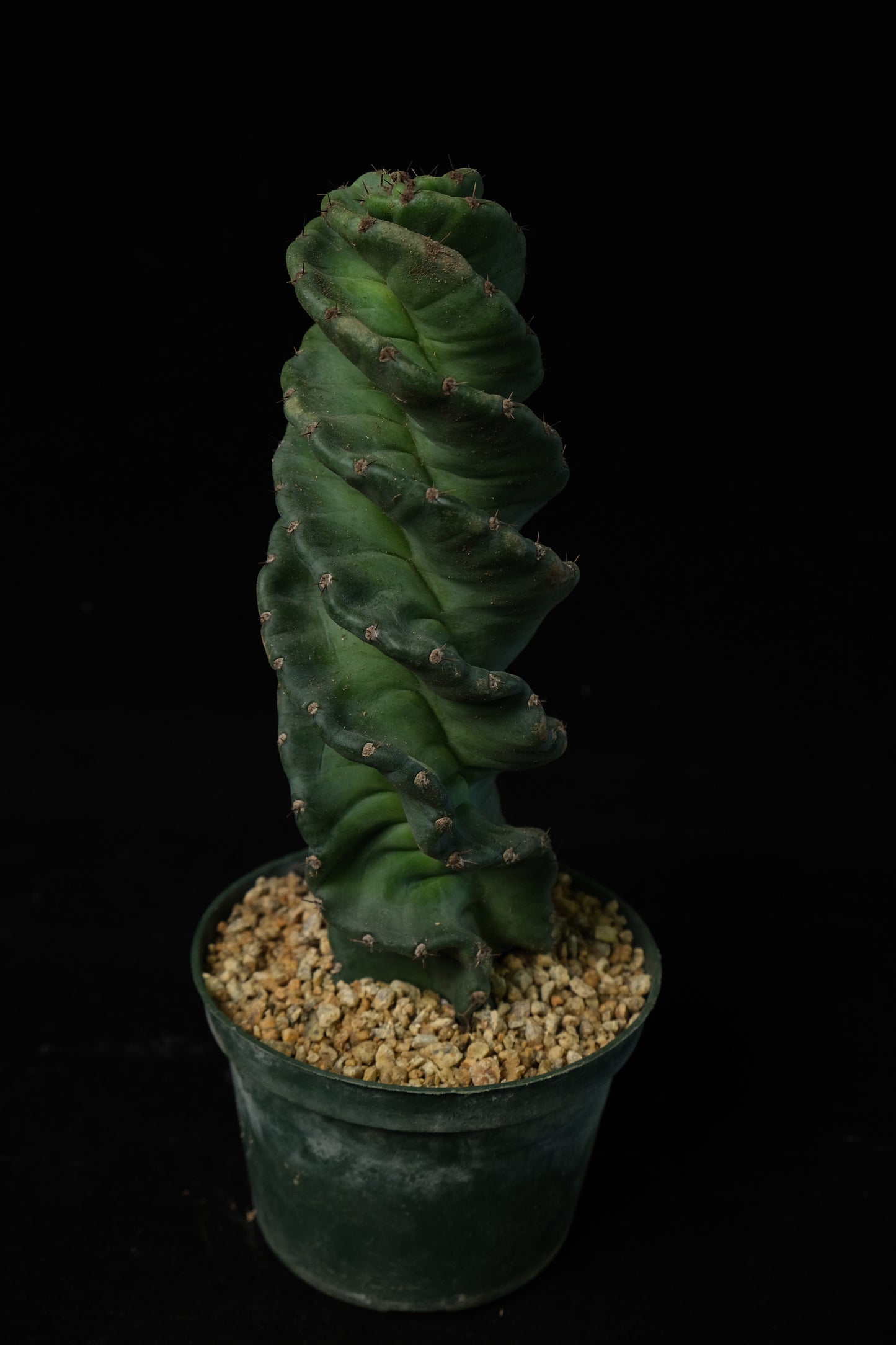 Cereus forbesii cv. spiralis