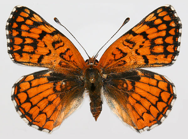 Taxa Sweatshirt 7: The Xerophilus Lepidoptera