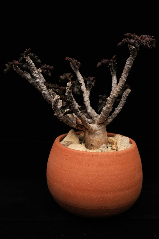 Medium - Terracotta