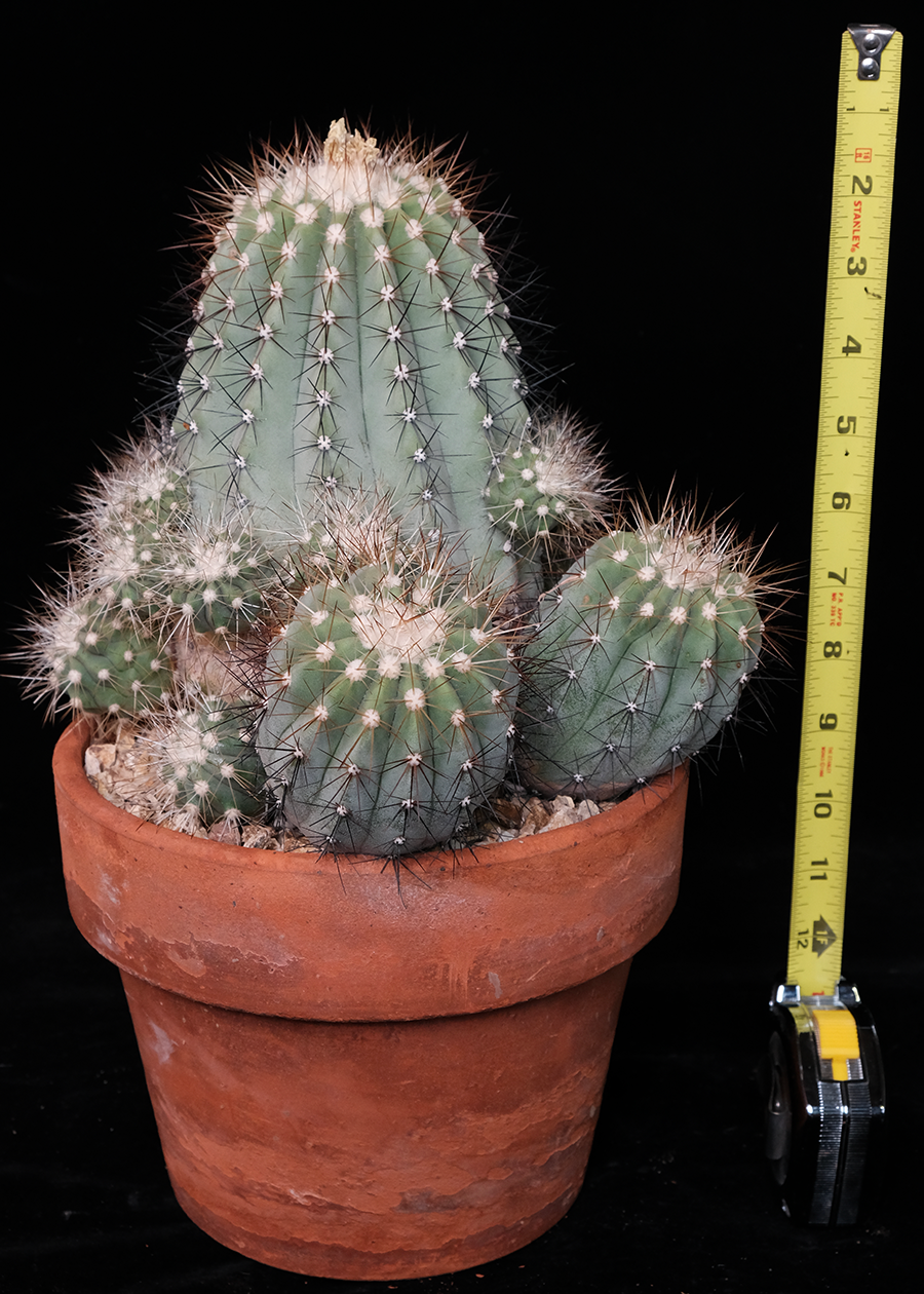 Copiapoa cinerea var. albispina