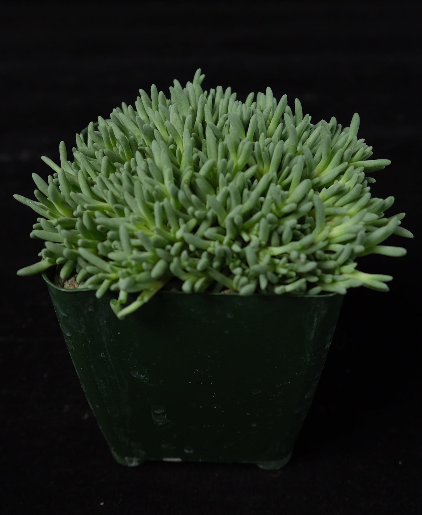 Delosperma sphalmanthoides