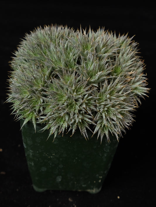 Deuterocohnia brevifolia