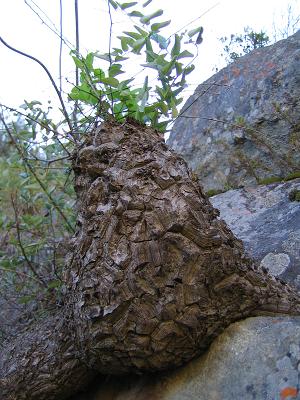 dioscorea hemicrypta habitat caudex plant
