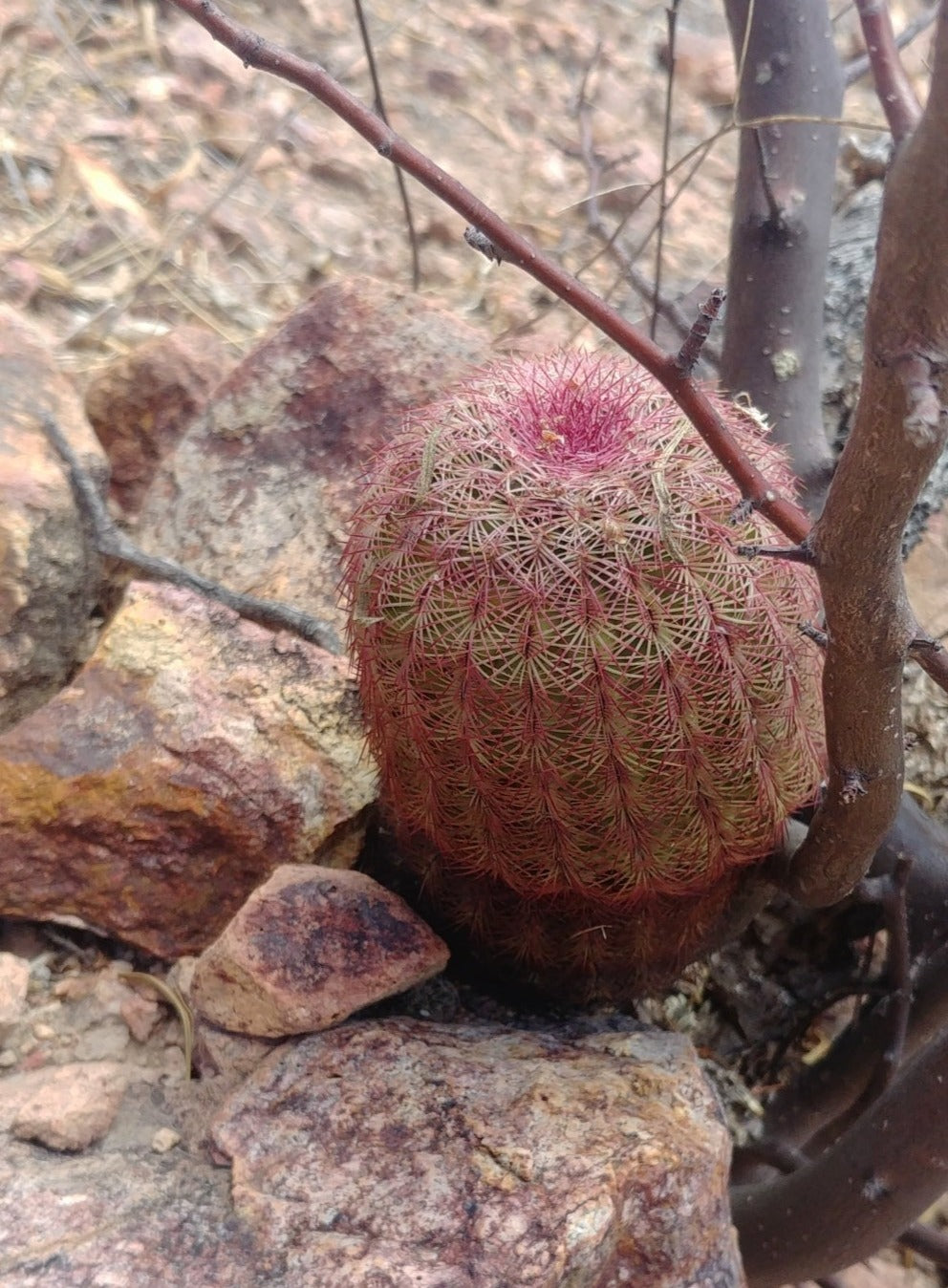 Echinocereus pectinatus rigidissimus albiflora