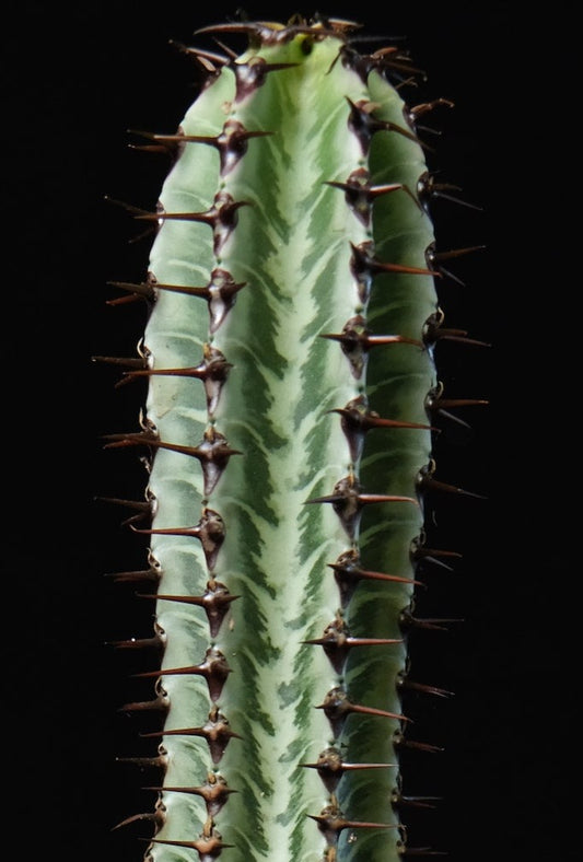 Euphorbia confinalis ssp. rhodesia