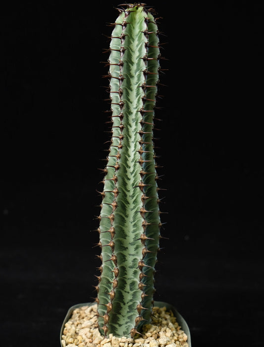 Euphorbia confinalis ssp. rhodesia