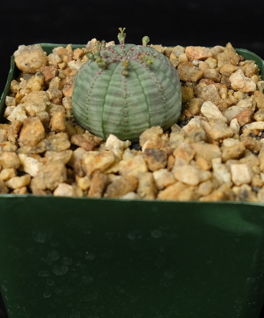 Euphorbia obesa seedling