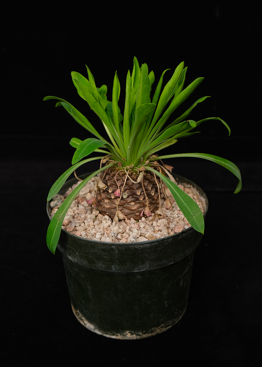 Euphorbia bupleuriflora