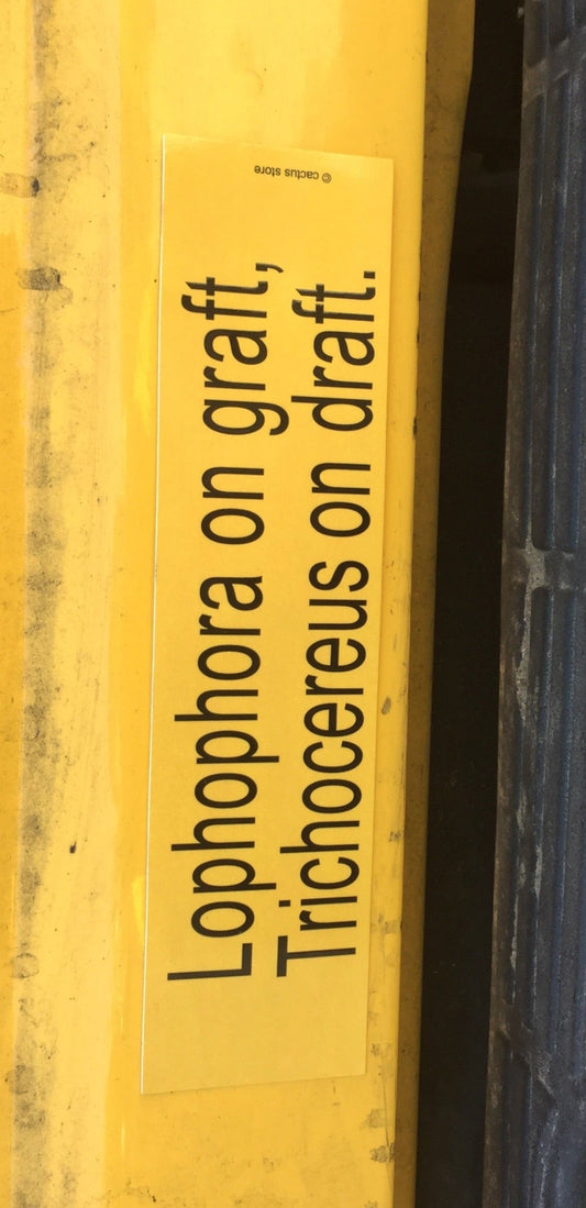 Lophophora/Trichocereus Sticker