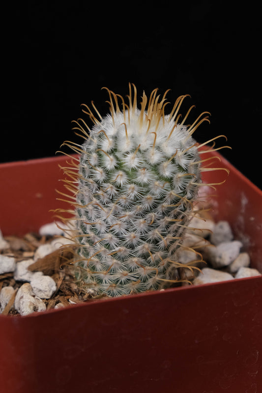 Mammillaria perezdelarosae (gold spined)