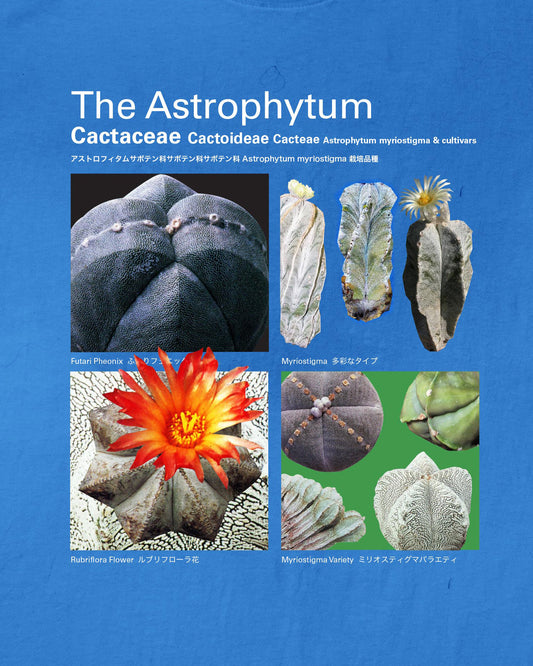 Taxa Shirt 5: The Astrophytum (myriostigma)