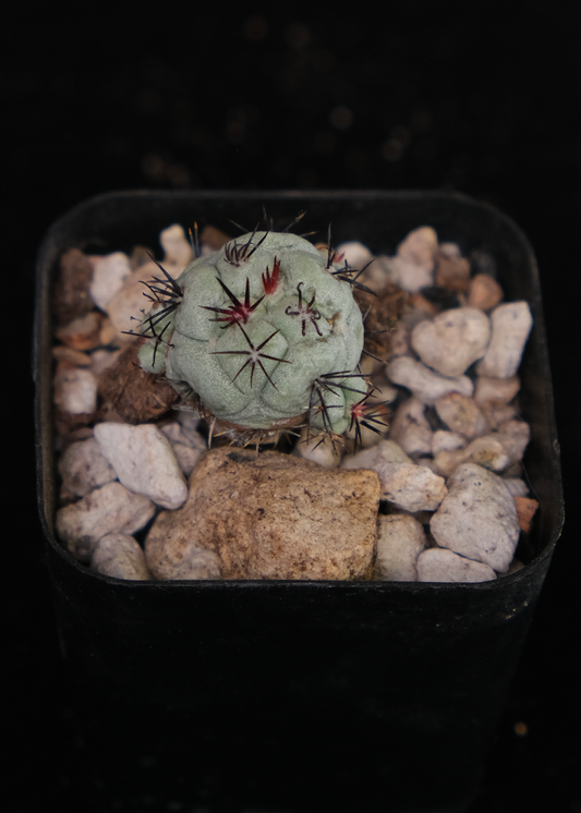 Ortegocactus macdougalii
