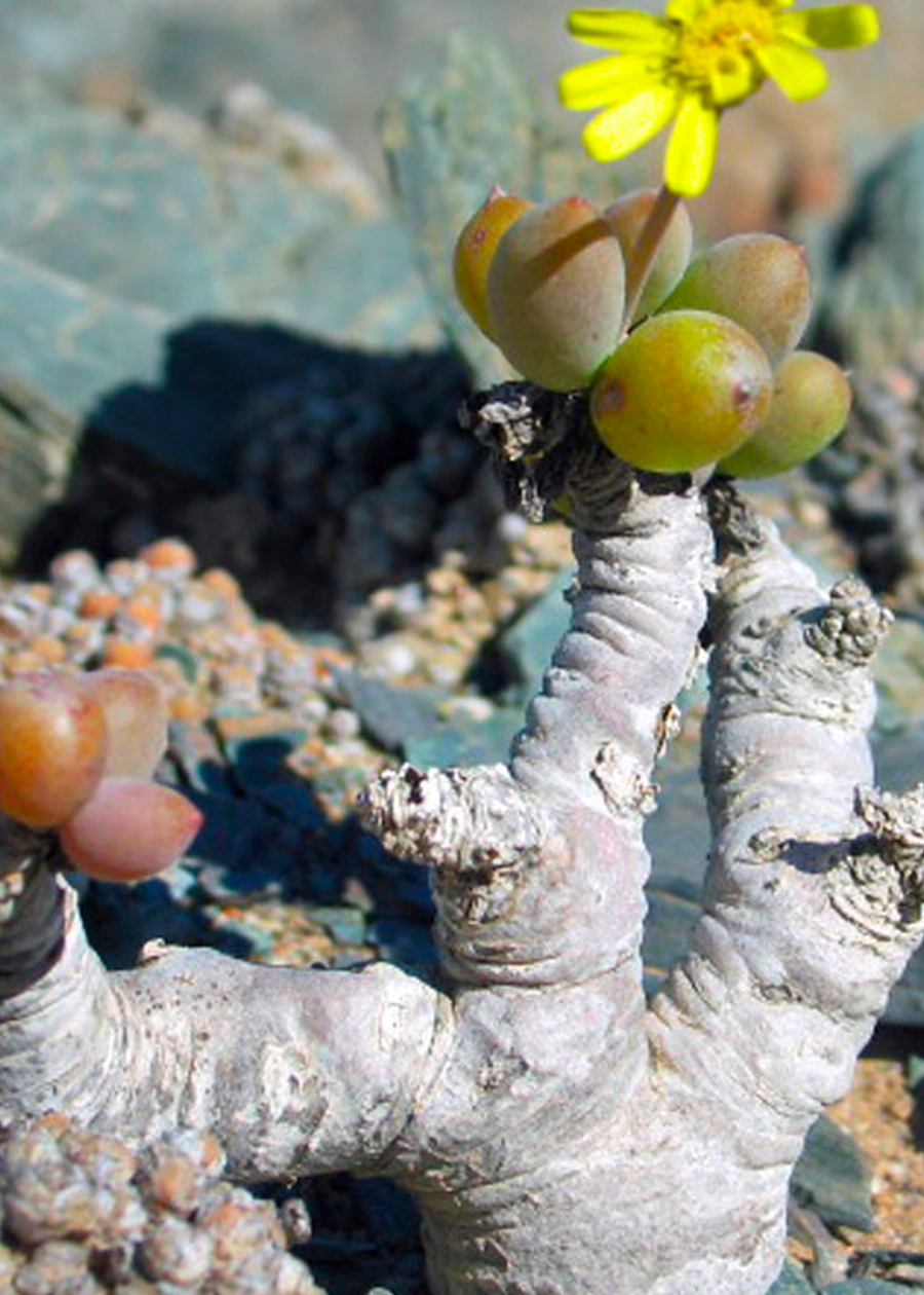 othonna succulent Othonna clavifolia – Cactaceae Storeiencius