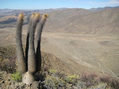 Pachypodium namaquanum