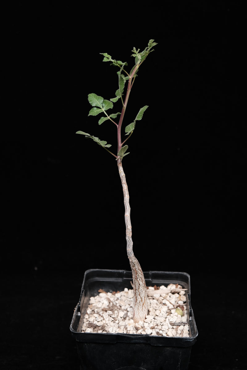 Pachycormus discolor – Cactaceae Storeiencius