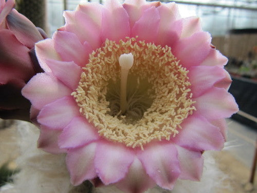 Pilosocereus sp