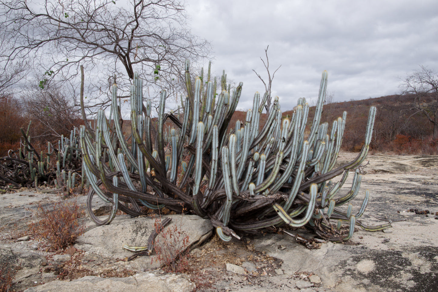 Pilosocereus sp