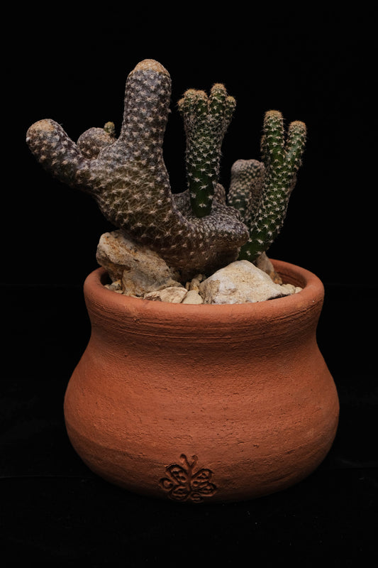 Terracotta with cactus