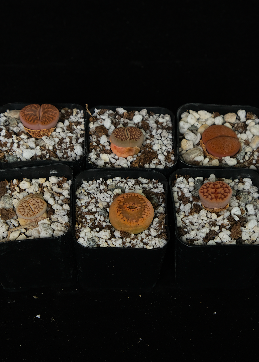 Lithops "selected clones"