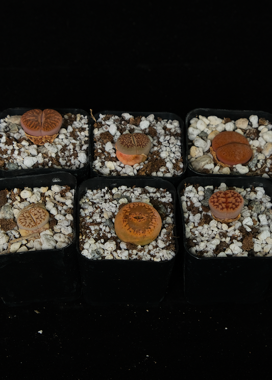 Lithops "selected clones"