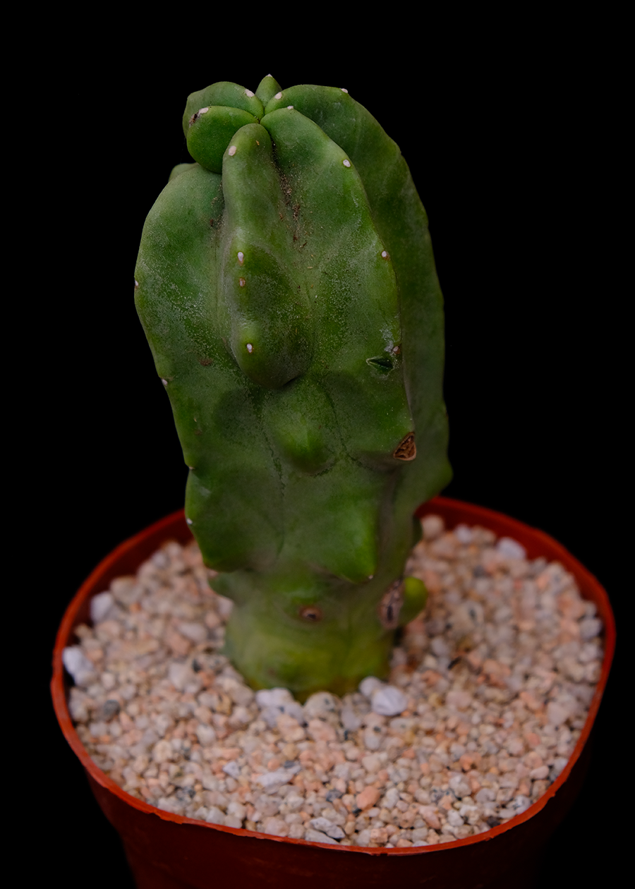 Lophocereus schottii f. monstrose