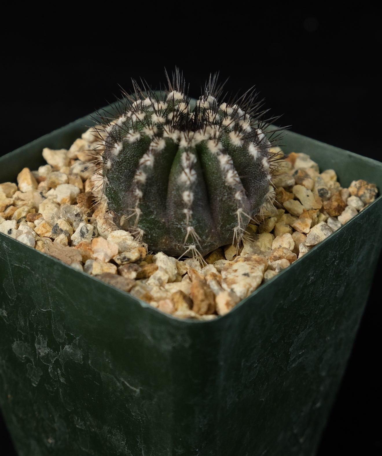 uebelmannia pectinifera seedling cactus plant