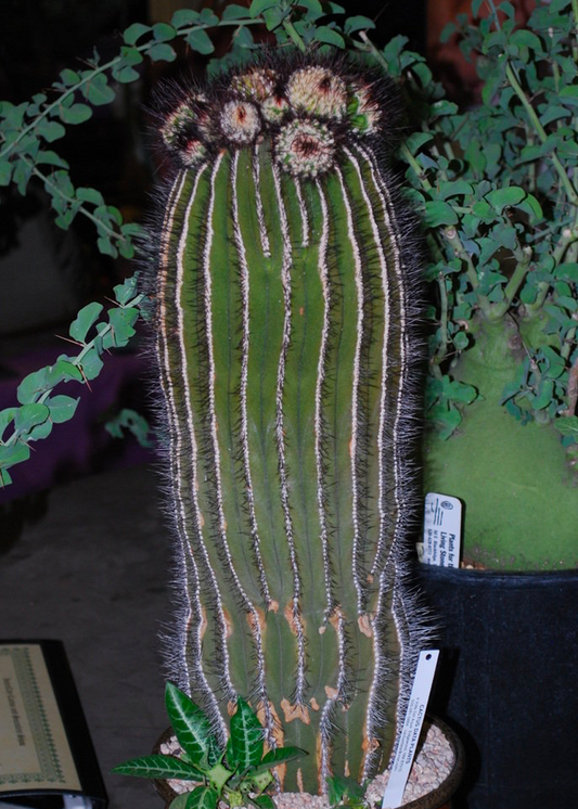 uebelmannia pectinifera specimen large cactus 