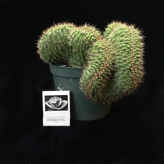 Echinopsis (crested)